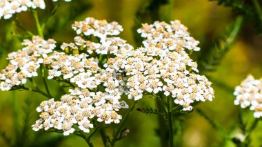 Fotoğraf de la plante d 'achille millefeuille en makro