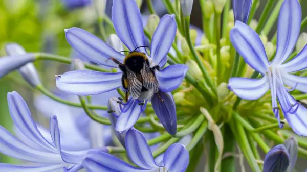 Fotoğraf d 'un bourdon koleksiyoncusu le polen sur une fleur d' agapanthe bleue
