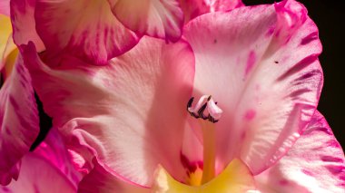 Fotoğraf du coeur d 'un glaieul en makro