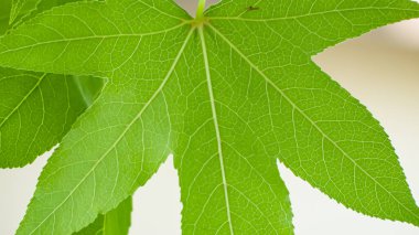Fotoğraf d 'une feuille de liquidambar en makro