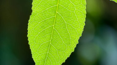 Fotoğraf d 'une petale d' une feuille de liquidambar en makro