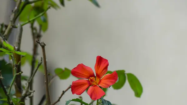 Fotoğraf d 'une fleur de pavonia rouge en makro