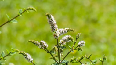 Fotoğraf d 'une tige de menthe en fleur pris en makro