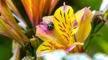 Fotoğraf d 'une jolie coccinelle de couleur noire sur une fleur d' astroemeria