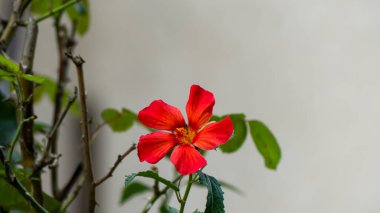 Fotoğraf d 'une fleur de pavonia de couleur rouge in makro izolee