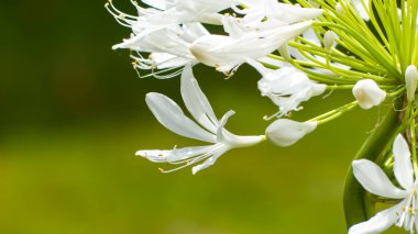 Photo d'une jolie fleur d'agapanthe blanche sur un fond noir clipart