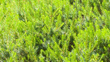 Fotoğraf: d 'un carre de bruyere en makro