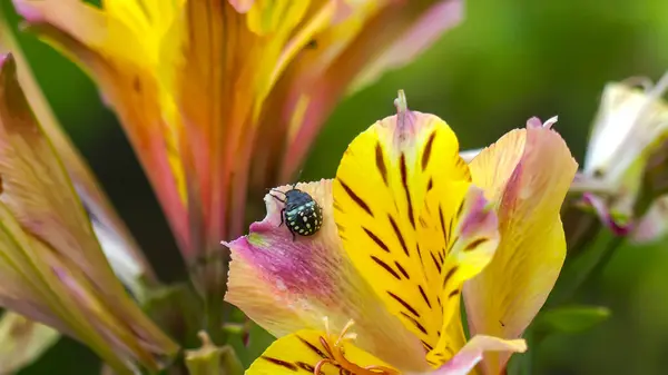 Fotoğraf d 'une coccinelle de couleur noire posee sur une petale de la fleur d' alstroemeria en makro