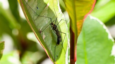 Fotoğraf: d 'un insecte nefrotoma pos sur une feuille d' arbuste pris en makro