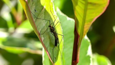 Fotoğraf du moustique nephotoma en makro