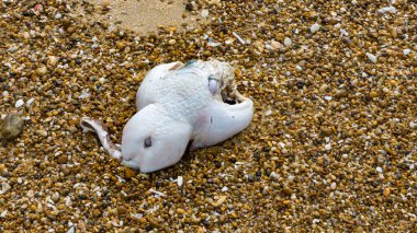 Fotoğraf: d 'une ecume blanche de mer en makro