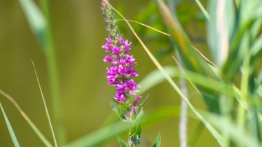 Fotoğraf d 'une fleur de salicaire en floraison sure un fond vert