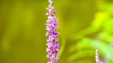 Fotoğraf d 'une fleur de salicaire en makro sur un fond vert