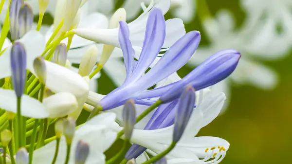 Fotoğraf d 'un groupe de fleur d' agapanthes bleues et blanches on makro