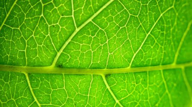 Fotoğraf de veines sur une feuille de liquidambar