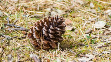 Fotoğraf d 'une pomme de pin poz terre en makro