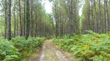 Foto d 'un sentier dans un foret dans les Landes