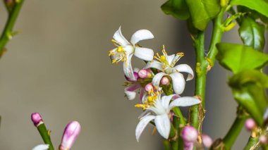 Fotoğraf de fleurs de citronnier en makro sur un fond blanc