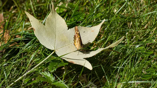 Foto d 'un petit papillon aux ailes fermees sur une feuille de liquidambar en makro