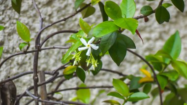 Fotoğraf d 'une fleur de jasmin pris en makro