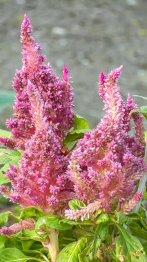 Fotoğraf: d 'une fleur de Celosia Argentea pris en makro