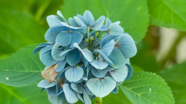 Fotoğraf d 'une fleur d' hortensia de couleur bleue prise en makro