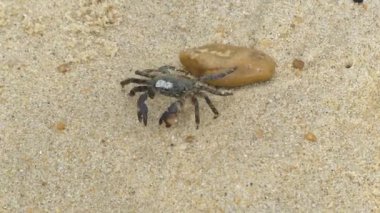 Video d 'un crabe se deplacant sur le samur bölüm 1