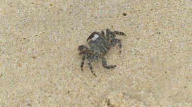Video d 'un crabe se deplacant sur le samur bölüm 2