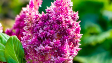 Fotoğraf de la fleur celosia argente pris en makro sur un fond vert