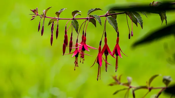 Fotoğraf: d 'une branche de fushia sur un fond vert pris en makro