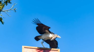 Photo d'un envol d'un marabout d'Afrique au parc du Puy du Fou clipart