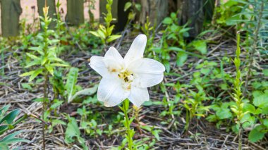 Photo d'un lys blanc pris en macro au Puy du Fou au jardin apothicaire du village de Chasseloup clipart