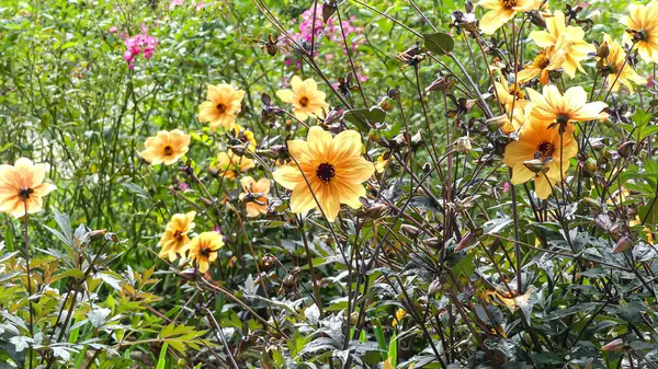 Foto d 'un champs de dahlia orange pris au Puy du Fou