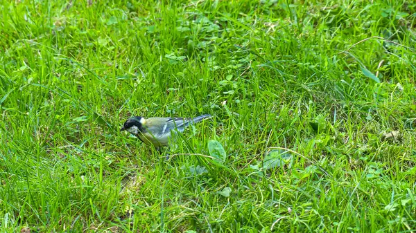 Foto d 'une mesange sur l' herbe au Puy du Fou