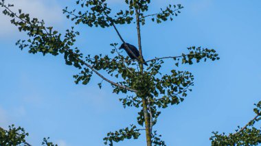 Photo d'un merle de couleur perche sur un arbre  clipart