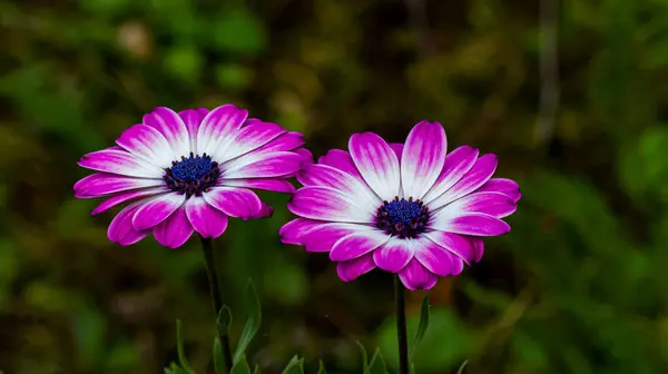 Fotoğraf d 'osteospermum pris en makro