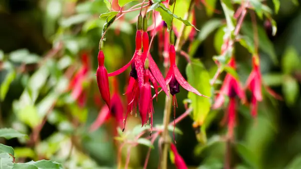 Foto de fuchsia pris en makro sur un fond vert