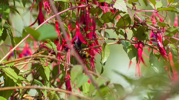 Fotoğraf d 'une guepe prise on makro sur une fleur de fuchsia