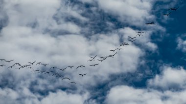 Photo d'un groupe de grues envol sous un ciel bleu clipart