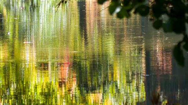 Fotoğraf d 'unreflet miroir de la weation des arbres