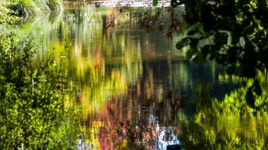 Photo du reflet des arbres en miroir clipart