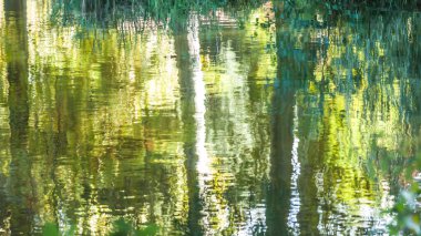 Fotoğraf du reflet des arbres d 'un bouleau