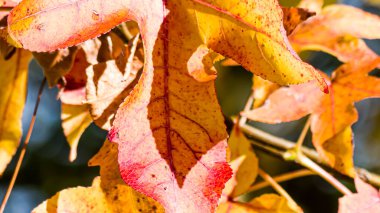 Fotoğraf d 'une feuille de liquidambre de couleur jaune prise in makro