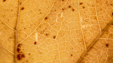 Fotoğraf d 'une feuille de veines de liquidambar isole de couleur jaune en makro