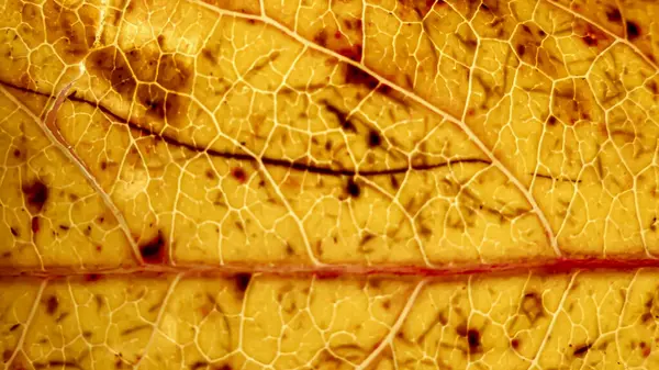 Fotoğraf d 'une feuille de veines de liquidambar prise in makro de couleur jaune taketee