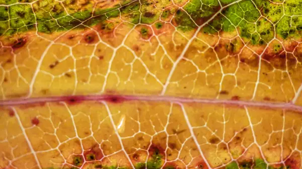 Fotoğraf d 'une feuille de veines de liquidambar de couleur jaune et verte prise en makro