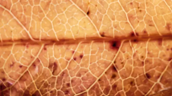 Fotoğraf d 'une feuille de veines d' un liquidambar de couleur rouge prise in makro
