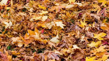 Fotoğraf d 'un parterre de feuilles de liquidambar prise on makro