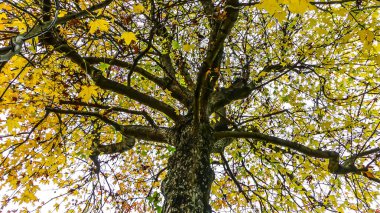 Fotoğraf: d 'une prise de vue haute d' un liquidambar aux couleurs vives on makro