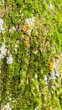 Fotoğraf d 'un tronc de bouleau isole avec sa mousse en makro